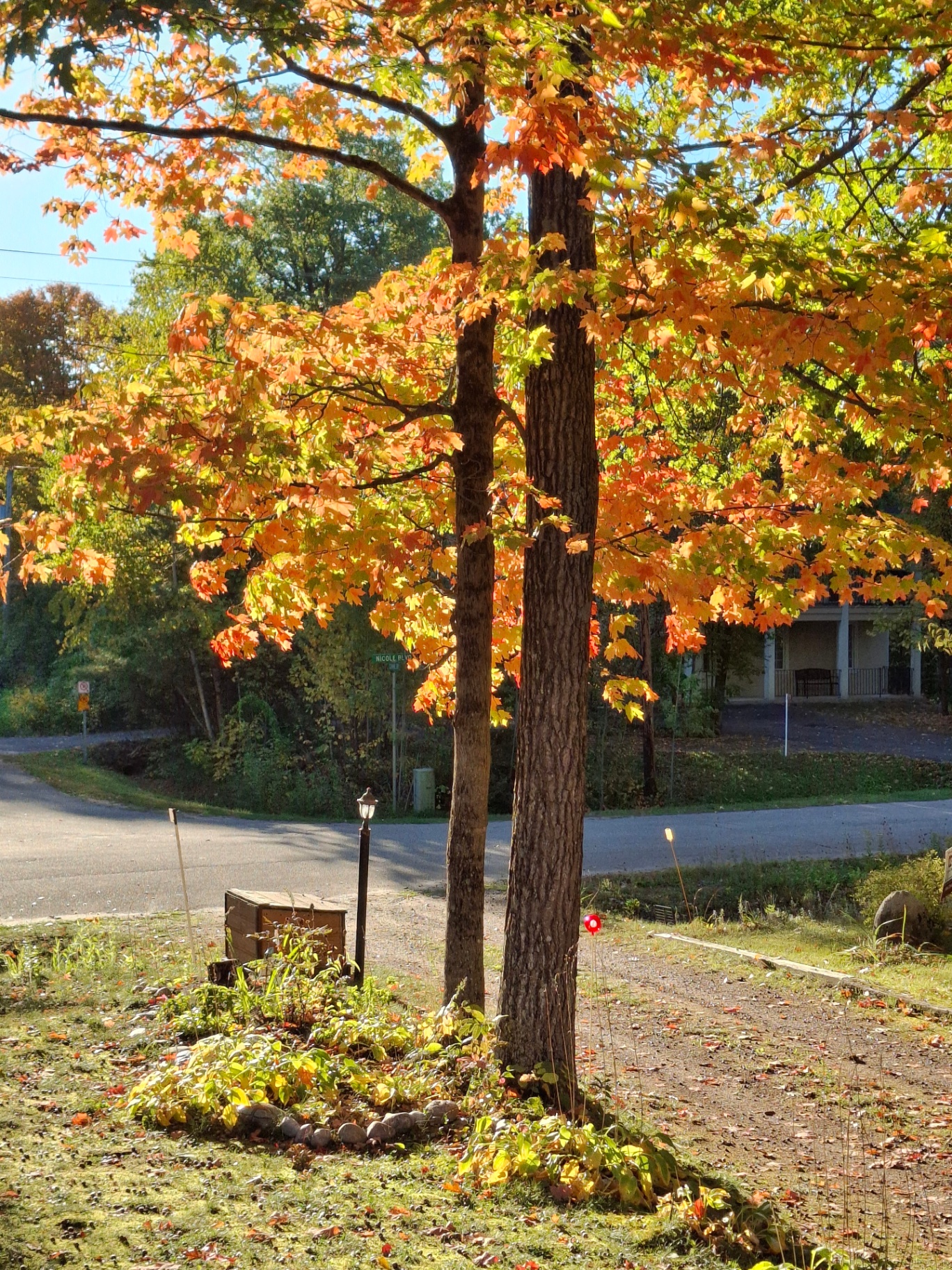Autumn maple tree in Tiny Township